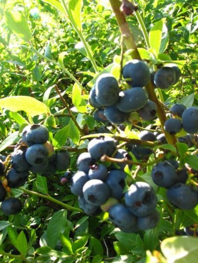 Kultuurmustikas sobib hästi koduaias kasvatamiseks. Mustikas on iidne ravimtaim