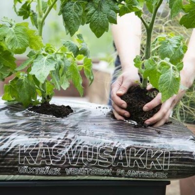 Tomatitaimed kasvukotis Tomatitaimed kasvukotis