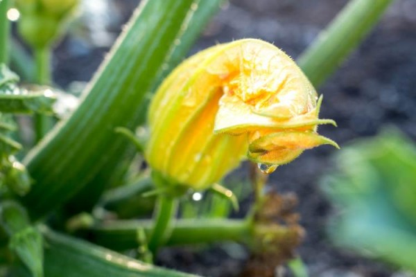 Biolani Kasvukott - pane tomatid, kurgid ja melonid rõdule kasvama - 3