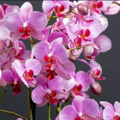 Orhideed pimedal ajal: kes õitseb, kes puhkab