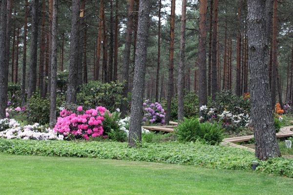 Erinevat sorti rodode õisi avaneb maist pea juuli alguseni, kuid kõrghetk jääb juuni algusesse, mil kogu metsaalune on täis õitsevaid põõsaid. Erinevat sorti rodode õisi avaneb maist pea juuli alguseni, kuid kõrghetk jääb juuni algusesse, mil kogu metsaalune on täis õitsevaid põõsaid.