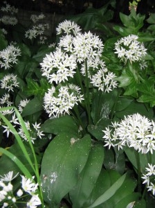 Karulauk (Allium ursinum) Karulauk (Allium ursinum)