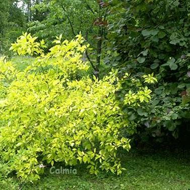 Poolvarjulise puudealuse haljastamine Poolvarjulise puudealuse haljastamine