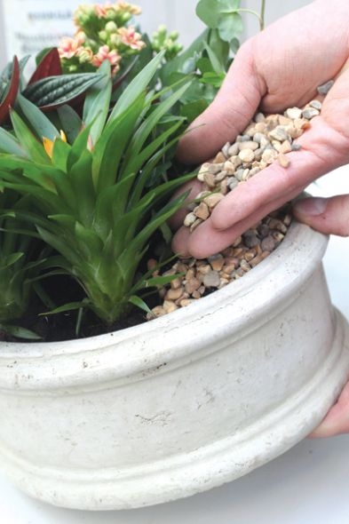 Kokku on istutatud pitslehik, turdleht ’Gollum’, sinine tillandsia ’Anita Kokku on istutatud pitslehik, turdleht ’Gollum’, sinine tillandsia ’Anita