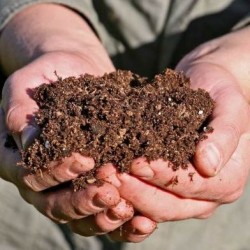 Milline on parim muld köögiviljade ja püsilillede aiale?