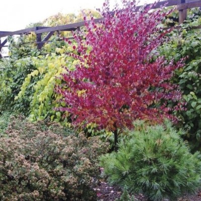 Jaapani juudapuulehik - punase lehega dekoratiivne puu