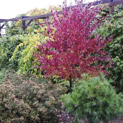 Jaapani juudapuulehik - punase lehega dekoratiivne puu