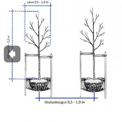 Sammasõunapuu - ideealne valik väikesesse linnaaeda