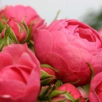 5 nippi, kuidas saada tugev ja ilus roositaim