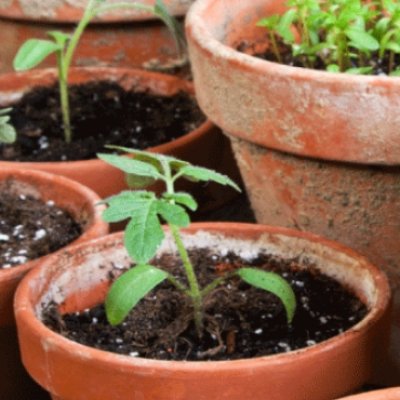 Kuidas saavutada köögiviljataimede maksimaalne haiguskindlus?