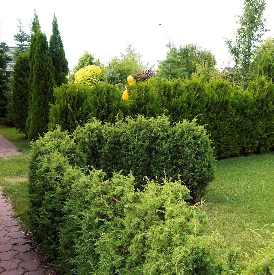 Hekk paneb aia piiri paika: planeerimine ja istutamine