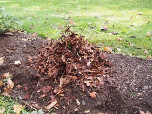 Tagasilõigatud rooside ümber tuleks oktoobris kuhjata kuni 7 cm paksune multšikiht ja peale maa külmumist novembris asetada roosidele peale kuuseoksad. - 4