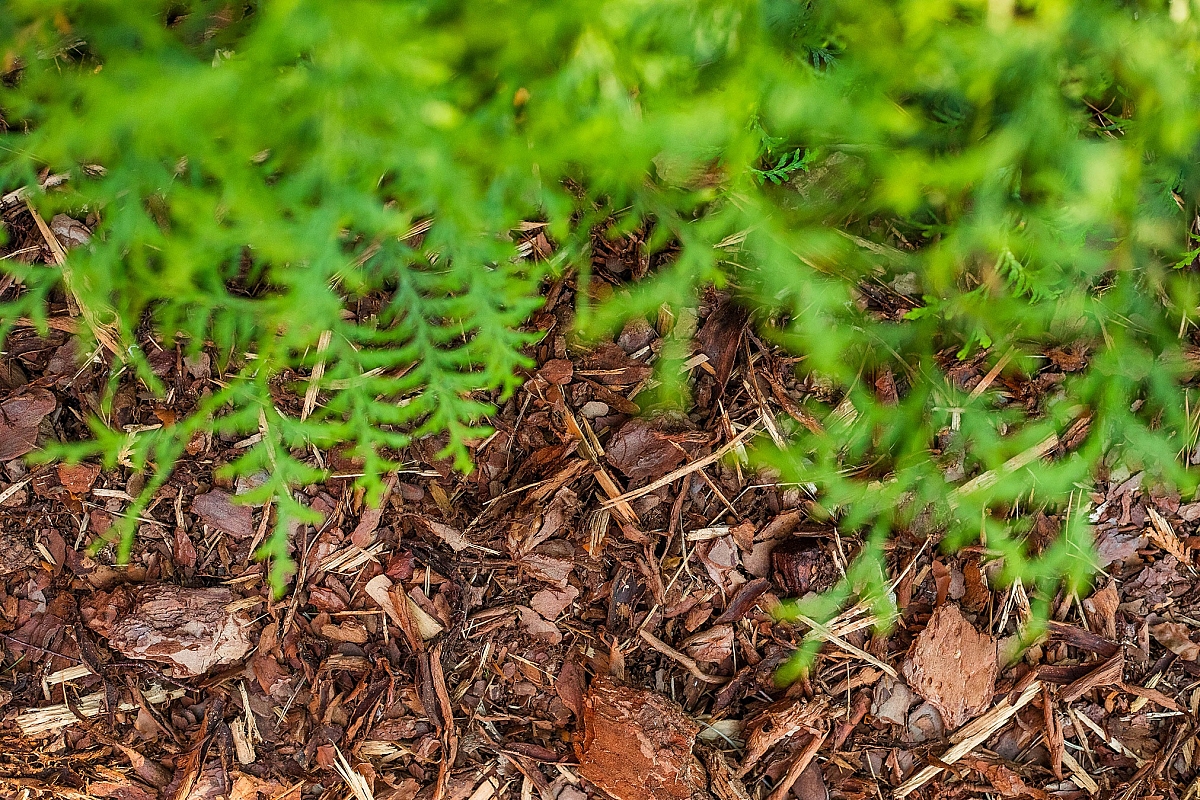 Jäme männikoor heki all 1