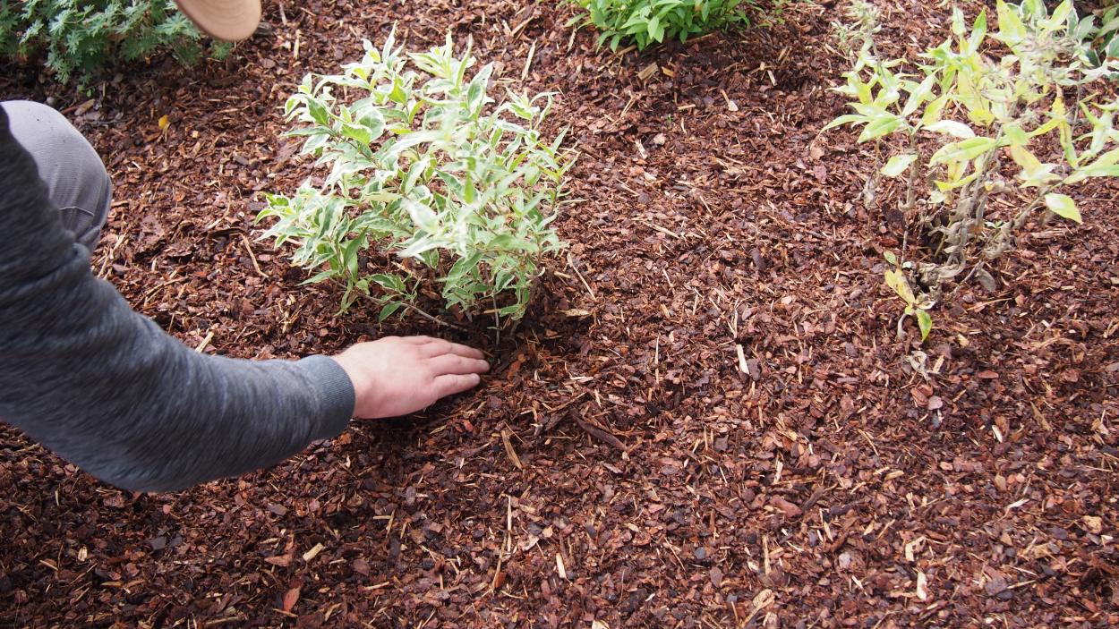 Millal on parim aeg puukooremultšiga kaetud alade uuendamiseks?