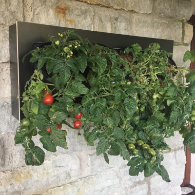 Pilt 10 - Tomatid majaseinal kastmissüsteemiga taimeseina moodulitega