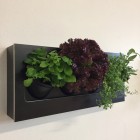 Growerts vertical landscaping - enjoy your wonderful plant painting