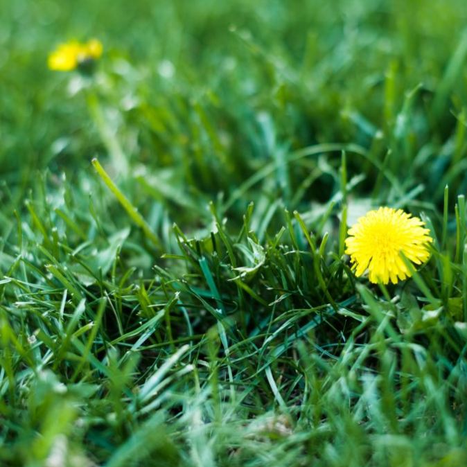 Võililli tõrjuva muru rajamine koduaeda