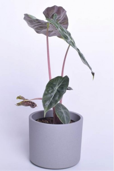 Alokaasia Pink Tarragon 33cm - 2
