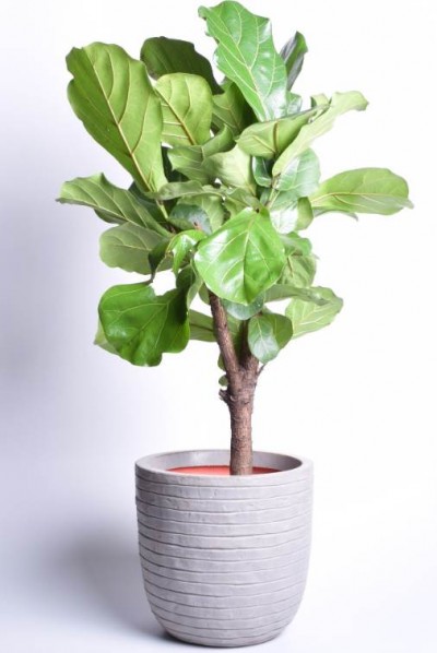 Toataim Lüüra-viigipuu 135cm - 3