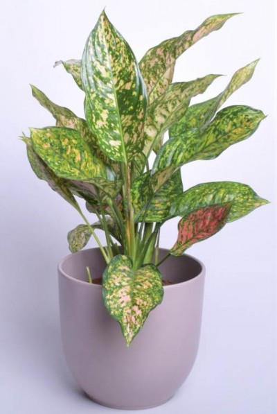 Toalill Aglaoneema Etta Rose 40cm - 1