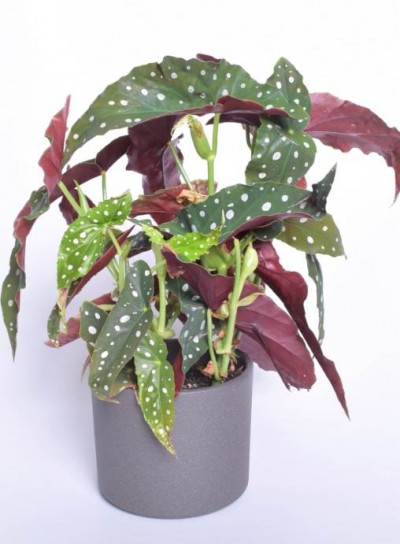 Toalill Tähnikbegoonia Wightii 35cm - 1
