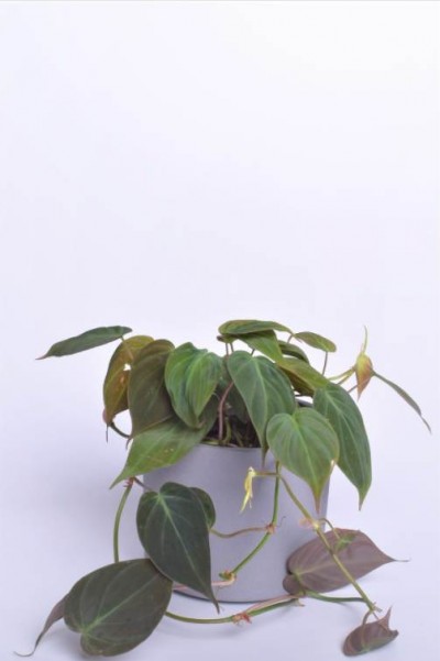 Toataim Roniv filodendron Micans 20cm - 3