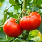 Nõuandeid tomatite ettekasvatamiseks