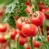 Tomatitaimede ettekasvatamise õpetus
