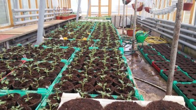 Tomatitaimede ettekasvatamine kasvuhoones - 1