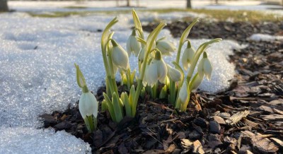 Aiatööd algavad. Kust saada multši ja mida arvestada selle varumisel?