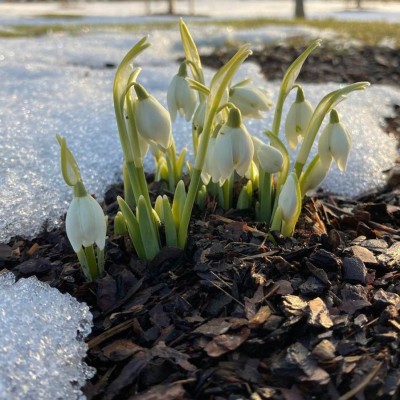 Aiatööd algavad. Kust saada multši ja mida arvestada selle varumisel?