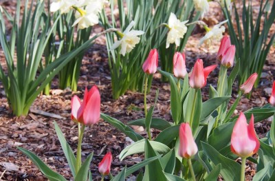 Aiatööd algavad. Kust saada multši ja mida arvestada selle varumisel?