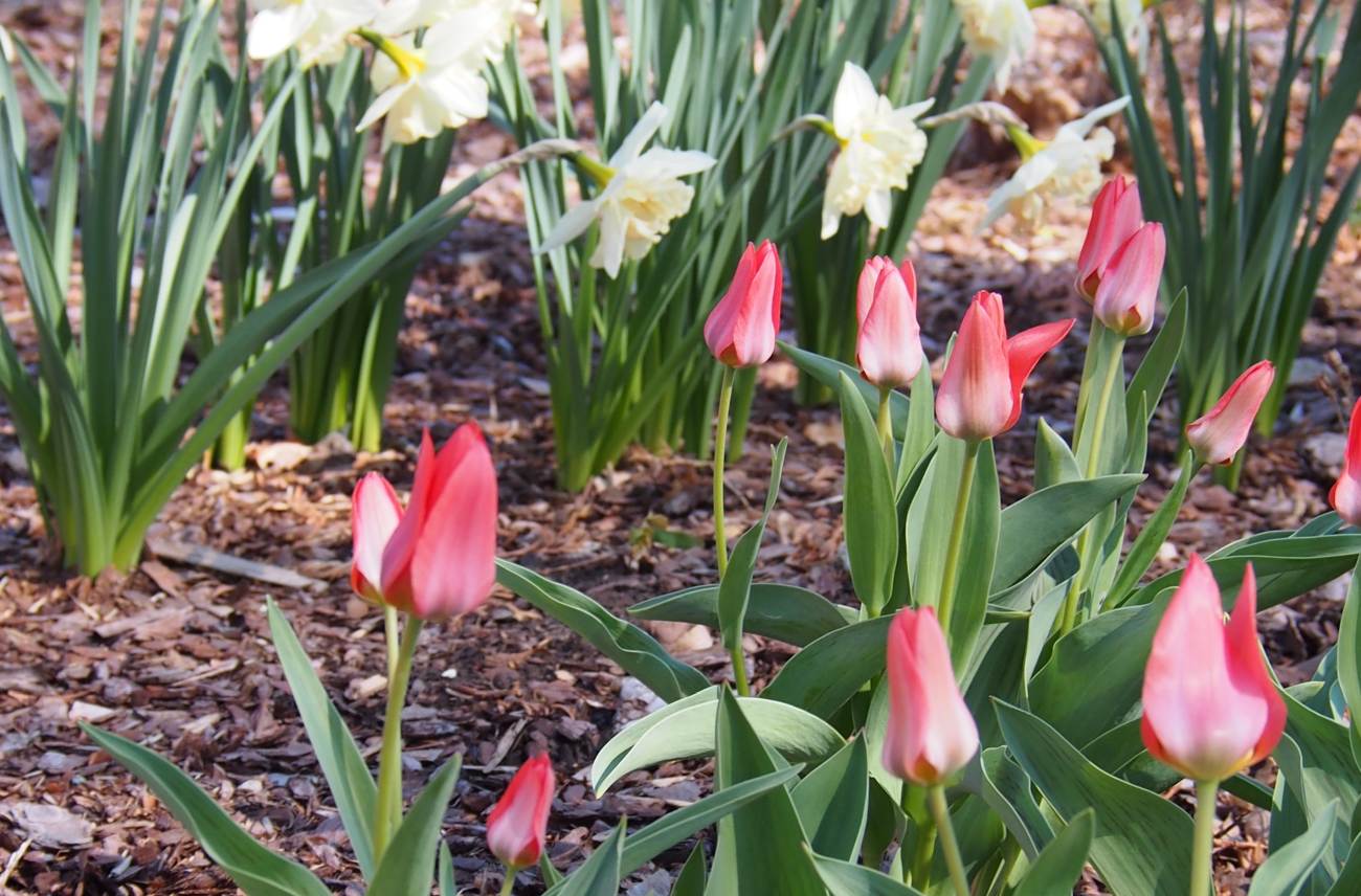 Aiatööd algavad - kust saada multši osta ja mida arvestada selle varumisel?