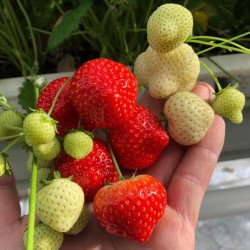 Magusad maasikad oma rõdult – kasvatamist väärt!