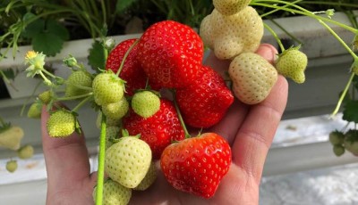 Magusad maasikad oma rõdult – kasvatamist väärt!