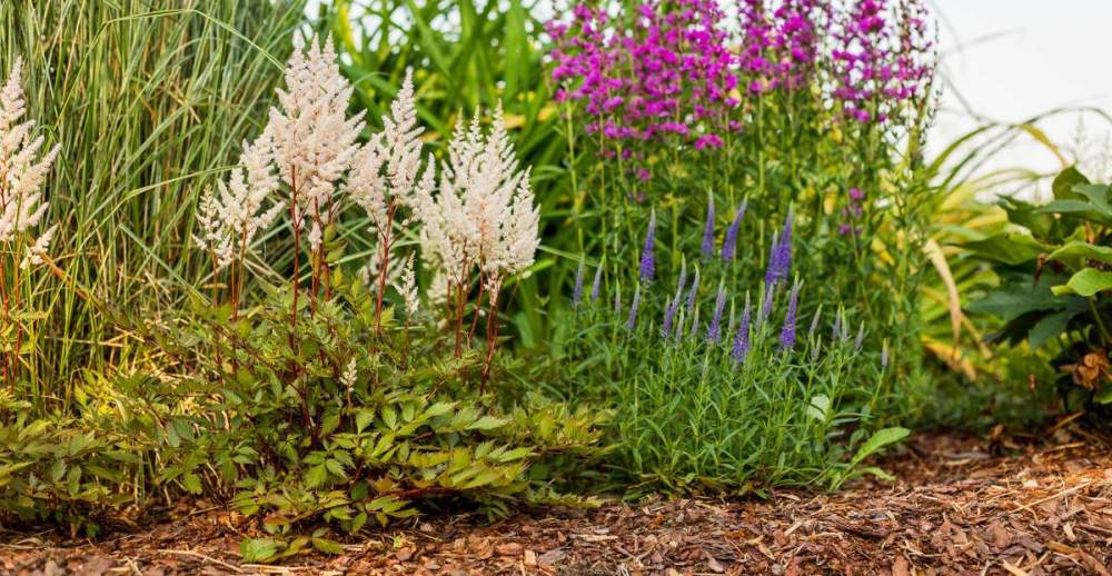 Puukooremultš või hakkepuit: kumb valida ja mil viisil kasutada? 