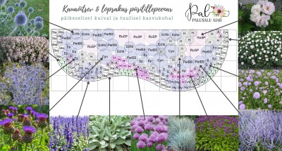 Modernne püsilillepeenar koduaeda – õpetus, taimede nimekiri ja näidisplaan