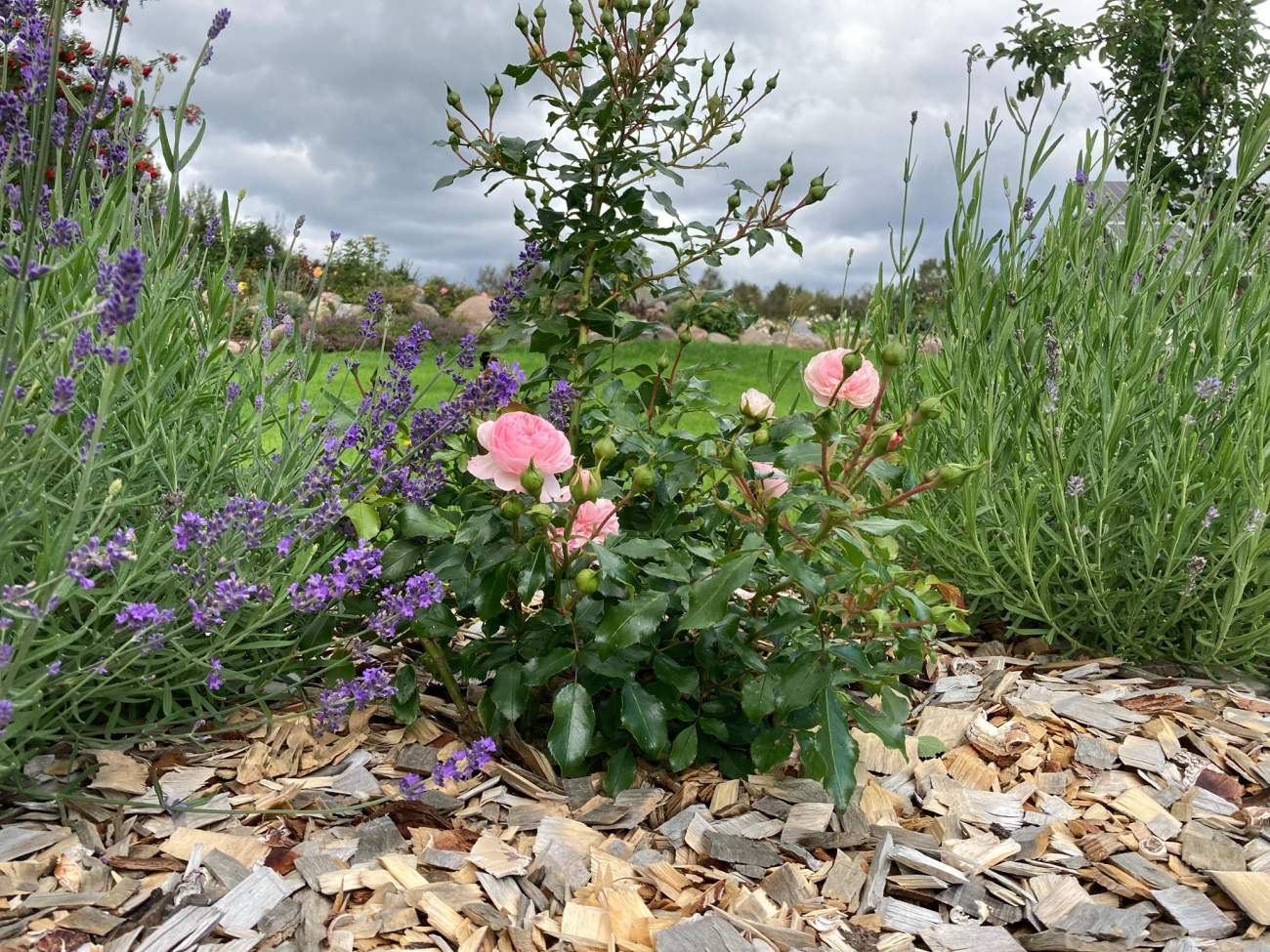 Hakkepuidu kasutamine aiakujunduses multšina