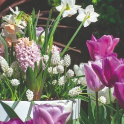 Gardesti lillesibulate valikust leiab palju uusi põnevaid sorte