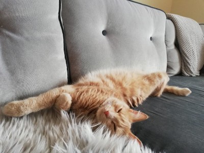 Miks diivani konstruktsioon vastu ei pea: liigne raskus, laste hüppamine, lemmikloomad