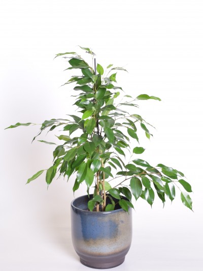 Bensoe-viigipuu Danita - 3