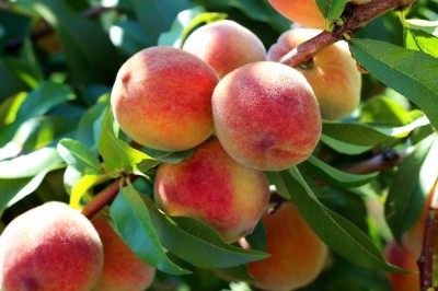 Kas ja miks panna oma aeda aprikoosipuu või virsikupuu?