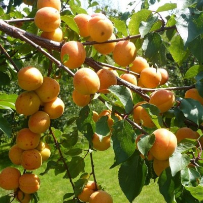 Kas ja miks panna oma aeda aprikoosipuu või virsikupuu?