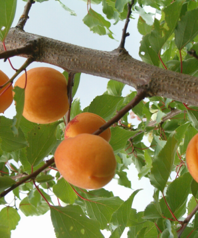 Aprikoosipuu Velta VELTA vajab tolmendajat. Söömisküpsed augustis-septembris, viljad suured oranžid, punase varjundiga, luuseeme lahtine. Isesteeriilne, tolmendavad Daiga ja Lasma - 1