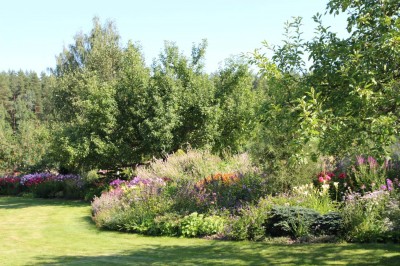 Kuidas elavdada elupuuhekki, mis mõjub müürina? 