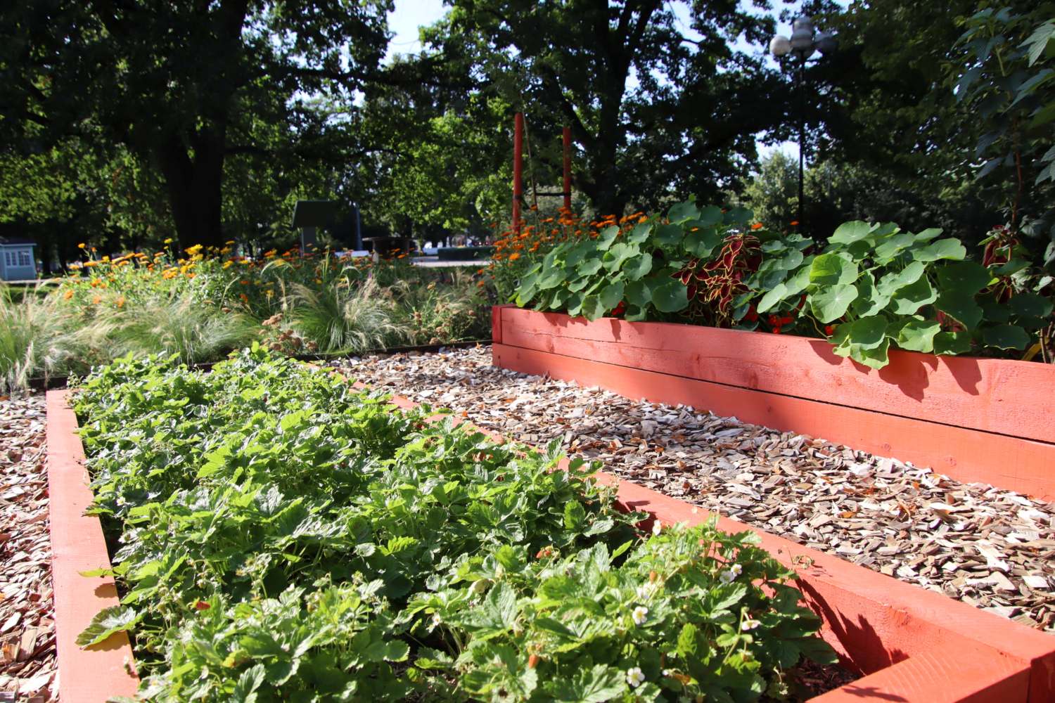 Linnaaia kujunduses on aktuaalsed kõrgpeenrad, söödavad taimed ja seened