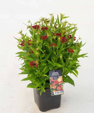 Heleenium Strawberry Sundae - 1