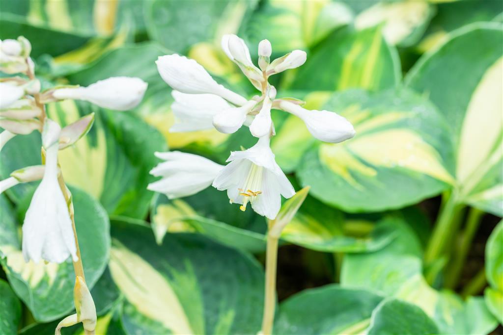 Hosta ‘Dream Queen’ – silmatorkava lehestikuga suurekasvuline varjuaia kaunitar 