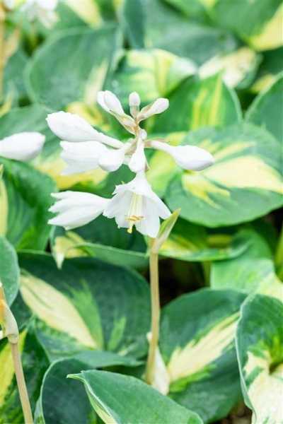 Hosta Dream Queen – silmatorkava lehestikuga suurekasvuline varjuaia kaunitar - 1