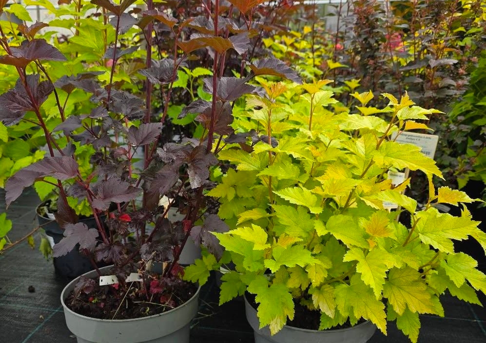 Vääna Puukoolis kõik taimed –20%